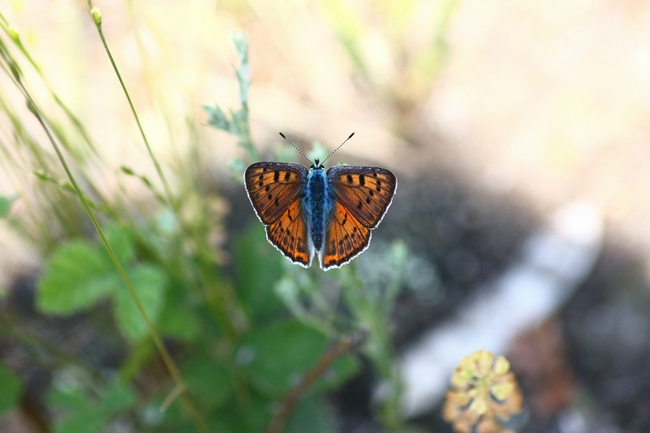 Lycaena alciphron